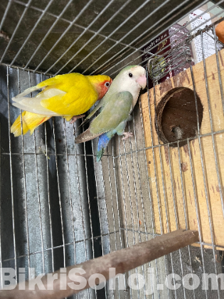 Love Bird Running Pair